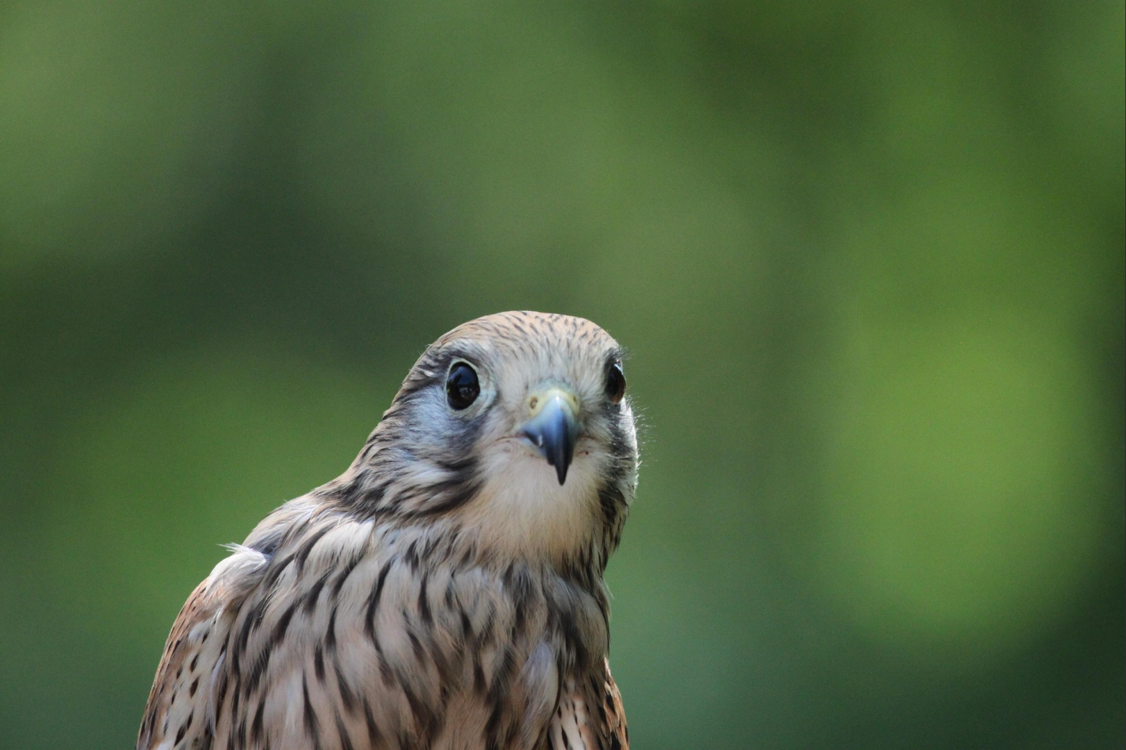 影像之匠-变焦镜头演示