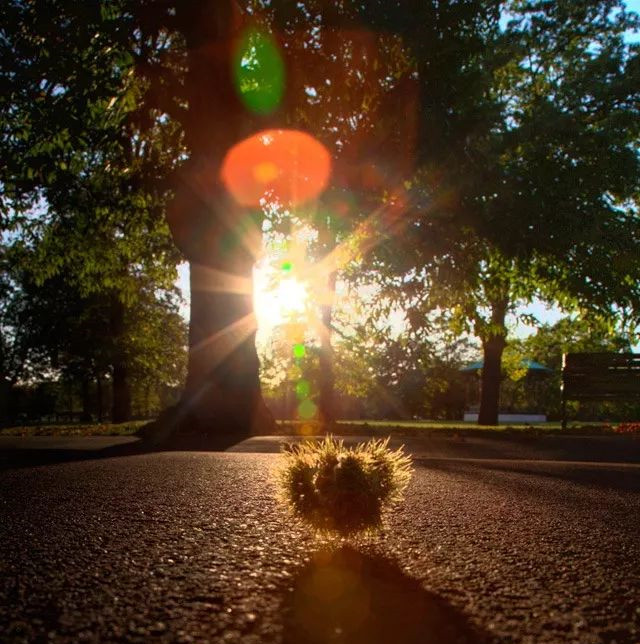 影像之匠-小光圈星芒效果示例